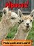 Alpacas! Learn About Alpacas and Enjoy Colorful Pictures - Look and Learn! (50+ Photos of Alpacas)