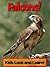 Falcons! Learn About Falcons and Enjoy Colorful Pictures - Look and Learn! (50+ Photos of Falcons)