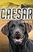 Caesar the War Dog by Stephen Dando-Collins Caesar the War Dog by Stephen Dando-Collins