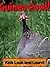 Guinea Fowl! Learn About Gu...