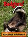 Badgers! Learn About Badgers and Enjoy Colorful Pictures - Look and Learn! (50+ Photos of Badgers)
