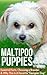 Maltipoo Puppies: Essential...