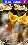 Baby Birds
