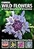 Common Wild Flowers of Tabl...