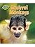 Squirrel Monkeys