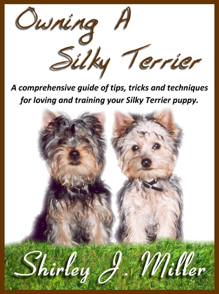 Owning a Silky Terrier
