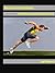Research in Sprinting ~ What Science Says About Speed by Jay Edwards
