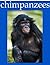 Chimpanzee Pictures and Fun...