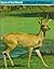 Deer of the World (A Studio...