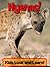 Hyenas! Learn About Hyenas ...