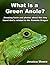What is a Green Anole? - Am...