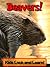 Beavers! Learn About Beavers and Enjoy Colorful Pictures - Look and Learn! (50+ Photos of Beavers)
