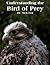 Understanding the Bird of Prey