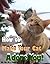 How to Make Your Cat Adore You