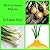 How to Grow Onions (Growing Guides)
