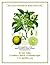 BERGAMOT ESSENTIAL OIL - PO...
