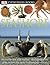 Seashore (DK Eyewitness Books)