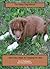 The Happy Dog Manual: Nine Easy Steps for Creating the Ideal Pet