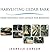 HARVESTING CEDAR BARK : FROM WINDFALL AND SALVAGE FOR BASKETRY
