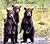 The Three Bears With REAL Photographs