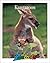 Kangaroos (Zoobooks Series)