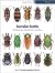 Australian Beetles [OP]: Morphology, Classification and Keys