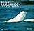 Beluga Whales by Tony Martin