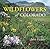 Wildflowers of Colorado by John Fielder