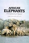 African elephants: A celebration of majesty