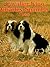 Cavalier King Charles Spaniels Today by Sheila Smith