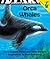 Orca Whales