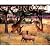 Serengeti: Natural Order on the African Plain