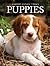 Puppies (Snapshot Picture Library)