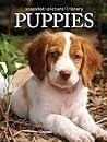 Puppies by Sonia Vallabh