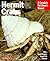 Hermit Crabs: Everything Ab...