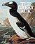 Great Auk by Errol Fuller
