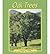Oak Trees