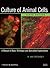 Culture of Animal Cells: A Manual of Basic Technique and Specialized Applications