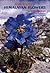 Portraits of Himalayan Flowers by Toshio Yoshida