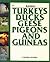Raising Turkeys, Ducks, Geese, Pigeons, and Guineas