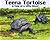 Teena Tortoise, A Tale of a Little Giant
