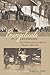 Evangelicals at a Crossroads: Revivalism & Social Reform in Boston, 1860-1910 (Revisiting New England: The New Regionalism)
