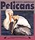 North American Pelicans (Nature Watch)