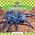 Tarantulas
