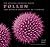 Pollen by Rob Kesseler