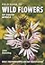 Field Guide to Wild Flowers of South Africa by John   Manning