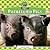 Potbellied Pigs