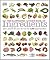 The Illustrated Cook's Book of Ingredients by Norma MacMillan