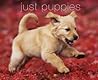 Just Puppies by Steve  Smith