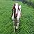 A Happy Goat